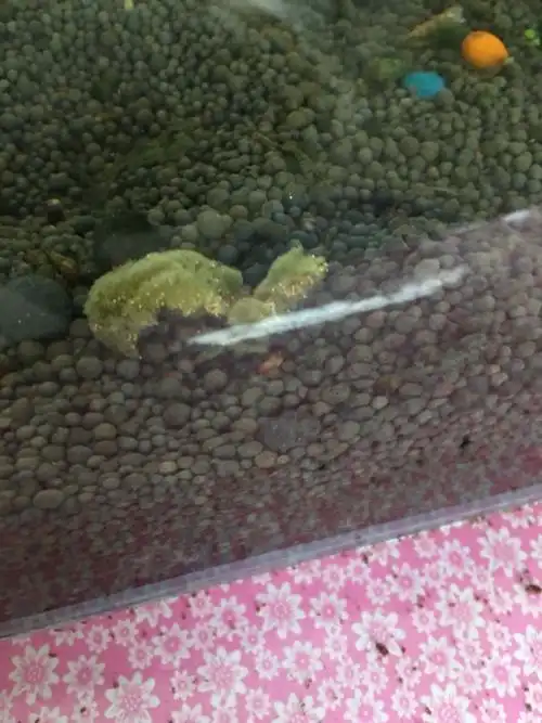 谁知道这是什么,鱼卵吗?