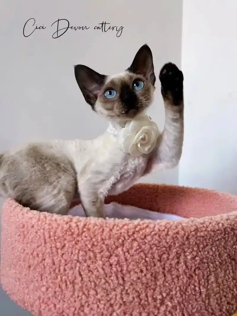 创作灵感 #德文卷毛猫 ##图文来了 重点色妹妹三个月 - 抖音