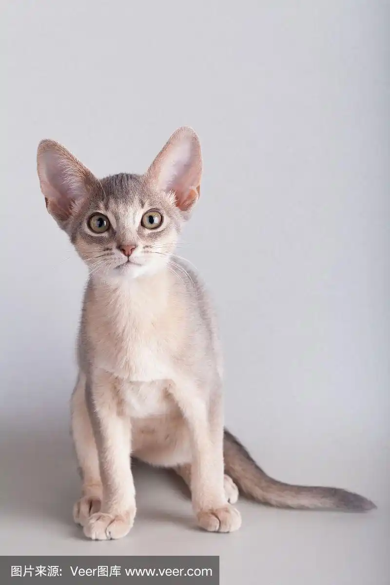 一只小阿比西尼亚蓝猫,灰色背景上的小猫.