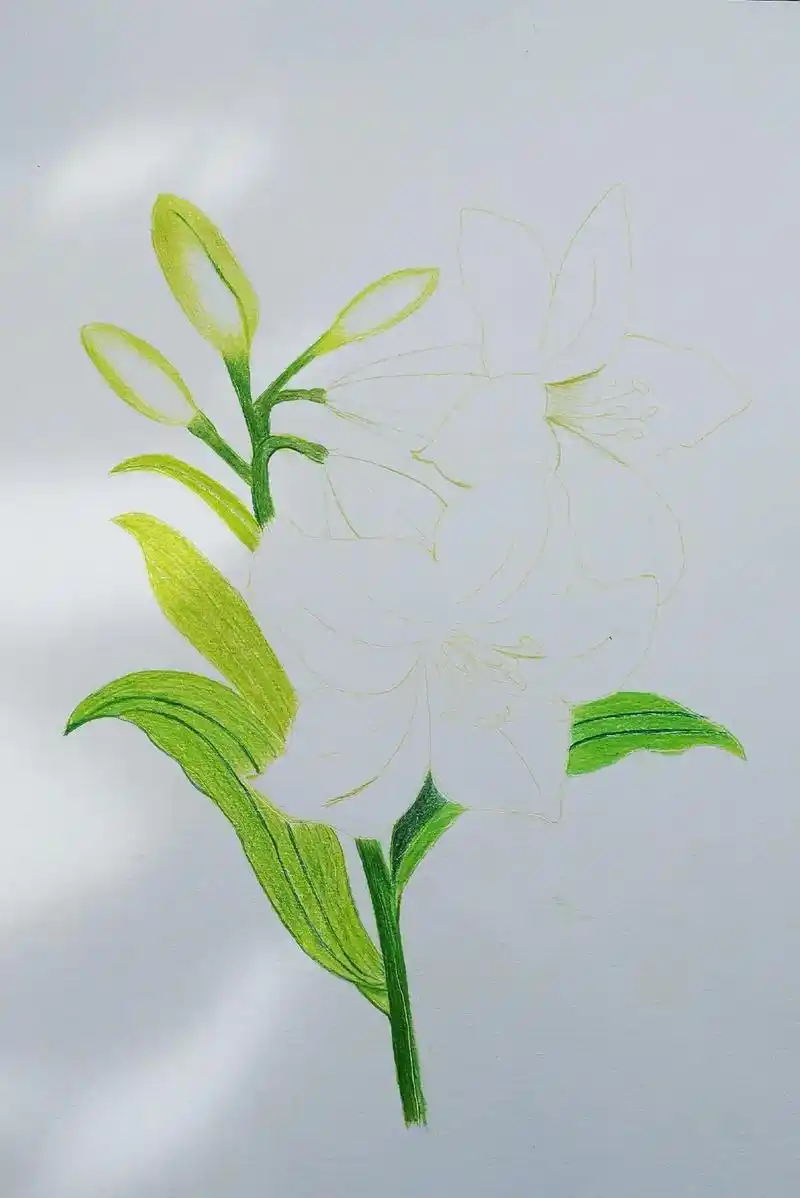 两朵不一样配色的彩铅白百合花