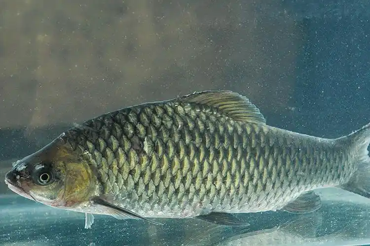 因此,我们应该多保护本地生态环境和清波鱼,对湖南小