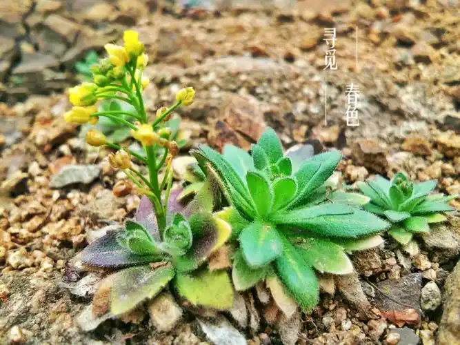 【初春记】~猫耳朵菜