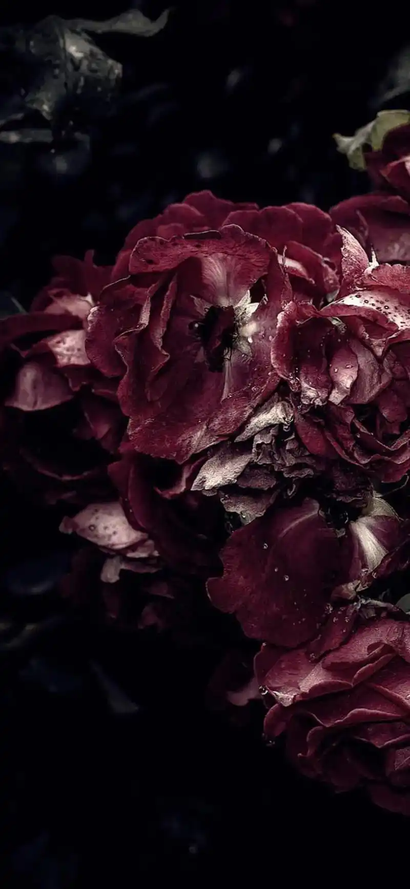 玫瑰 #暗黑系 壁纸 - 抖音