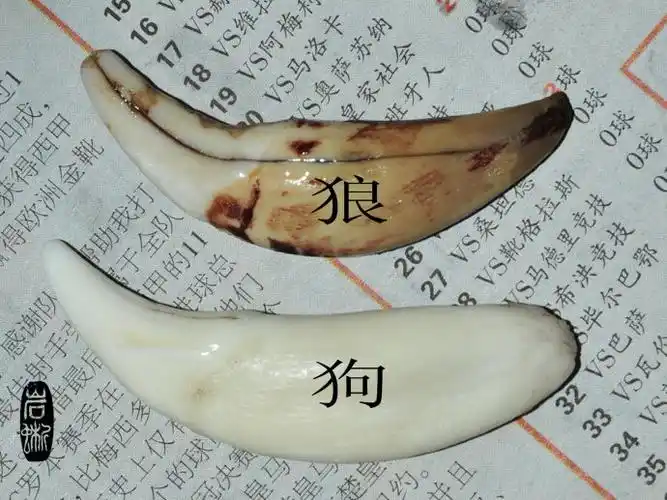 狼牙与狗牙形态上的区分