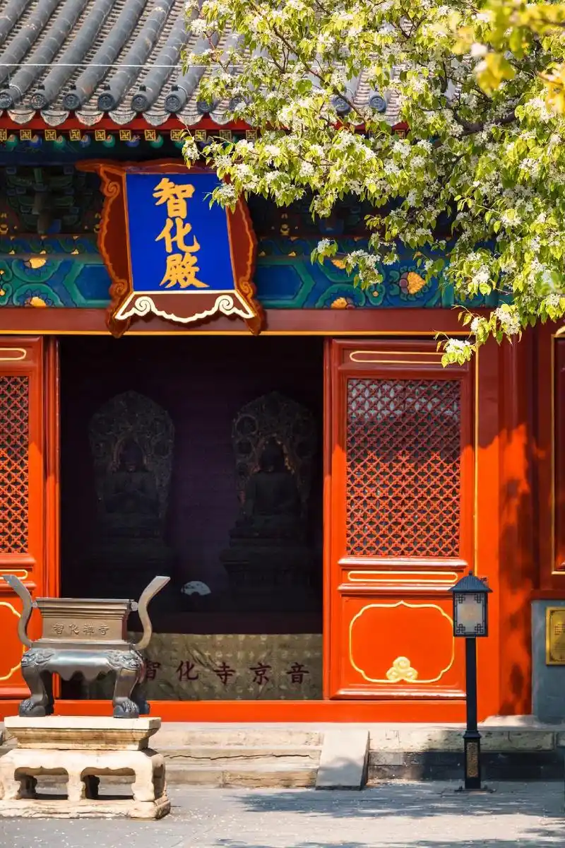 北京智化寺梨花绽放|附观赏攻略.94【基本情况】 智化寺,位 - 抖音
