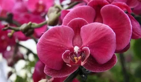 蝴蝶兰图片大全蝴蝶兰花语及寓意蝴蝶兰有哪些品种