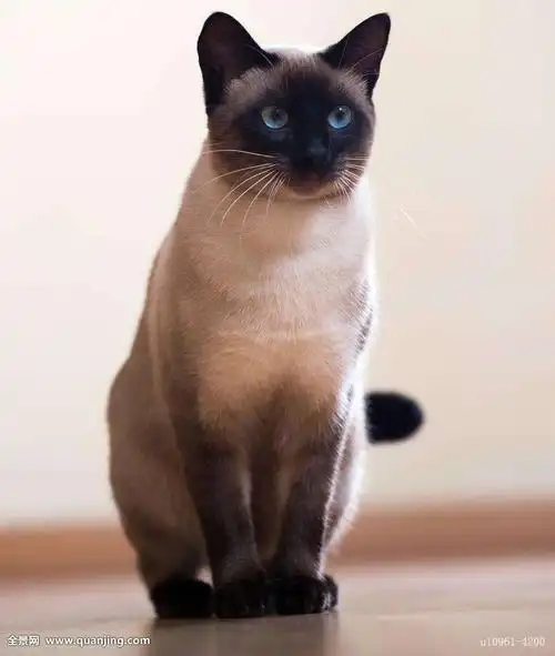 比格沃斯先生是暹罗猫还是伯曼猫