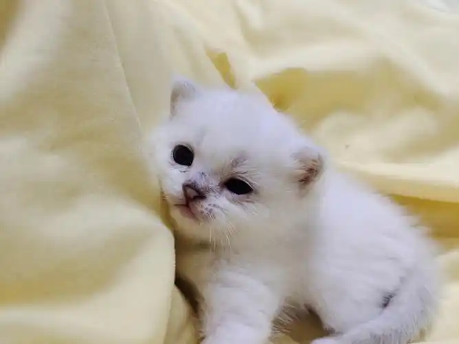 限同城,价格平价,有兴趣的可私我,看到会回复的#小奶猫出售  #银点