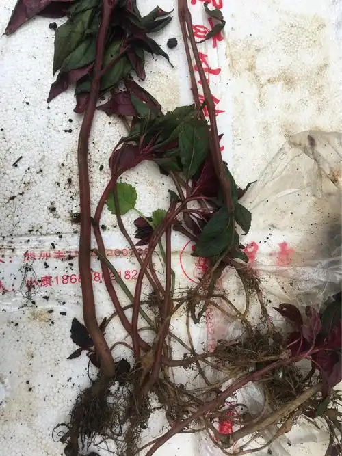 强盗药:治疗跌打损伤,刀伤,外用酒擦