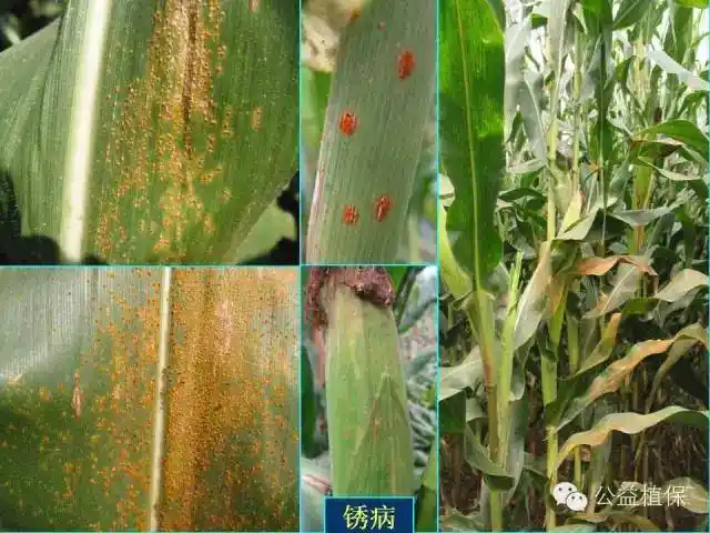 玉米病害分不清高清大图一看就懂附防治技术