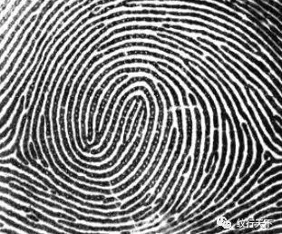 箕形纹: 有一个中心点,1个三叉点1.斗形纹: 有一到