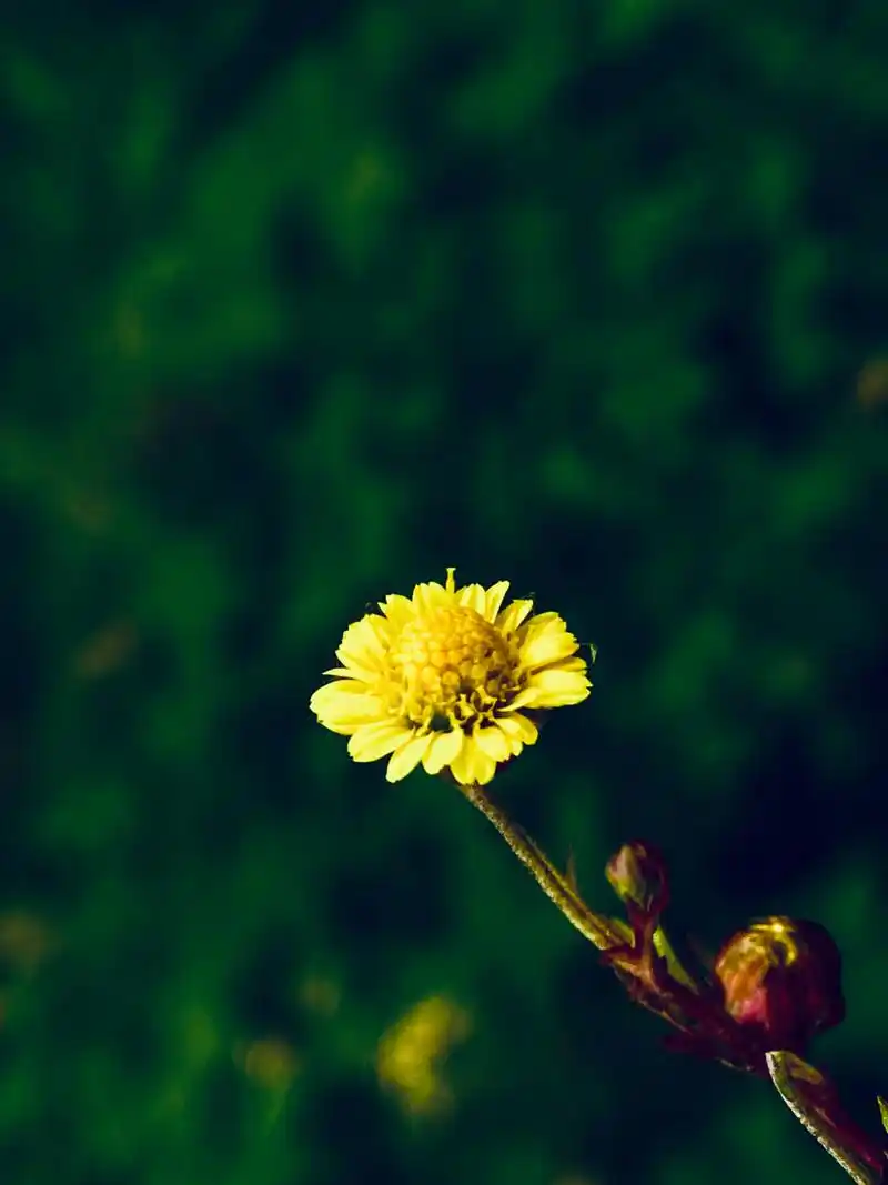 野菊花的秋天(图文原创)  秋雨阻挡了外出的脚步,闭门谢客,美其名曰