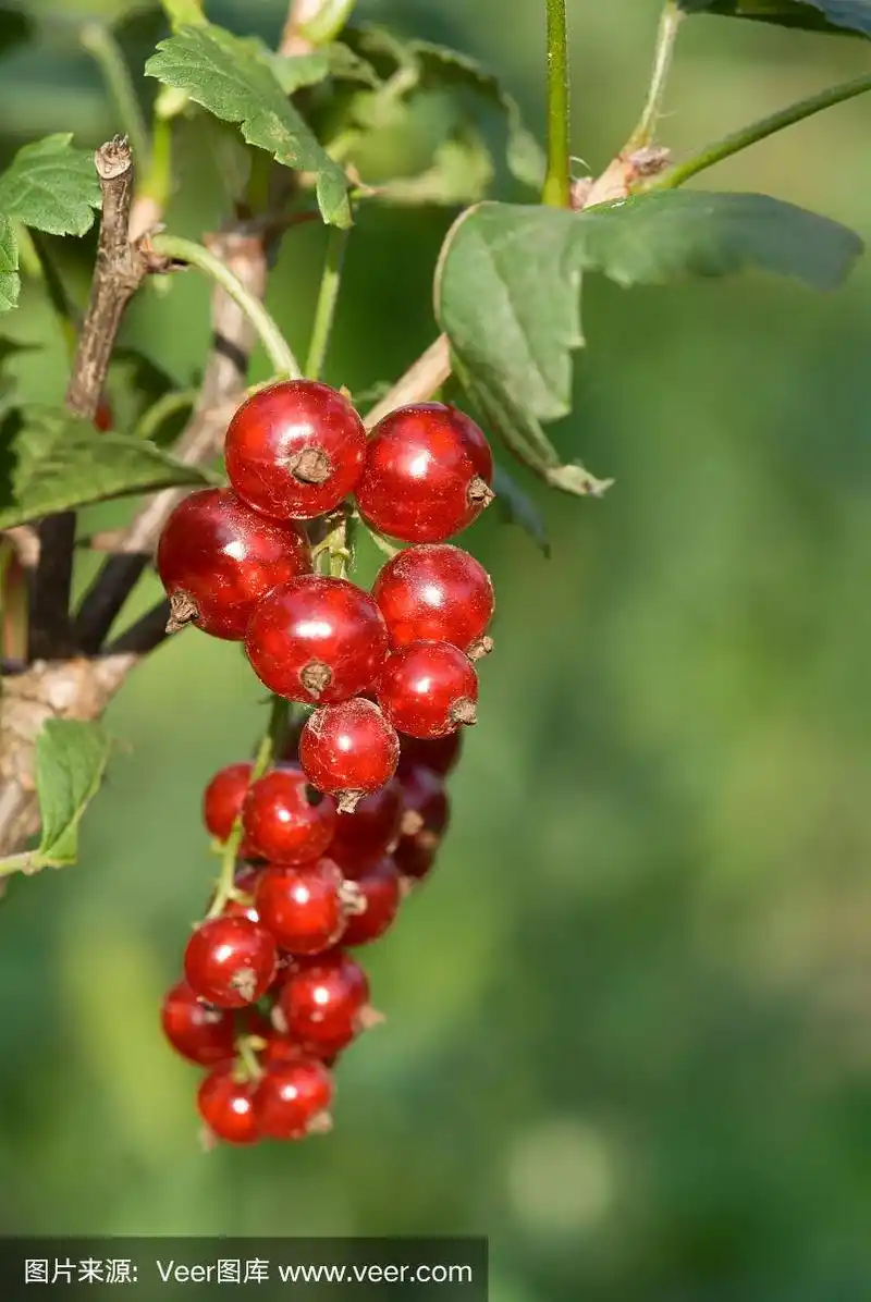 花园中的红醋栗浆果特写