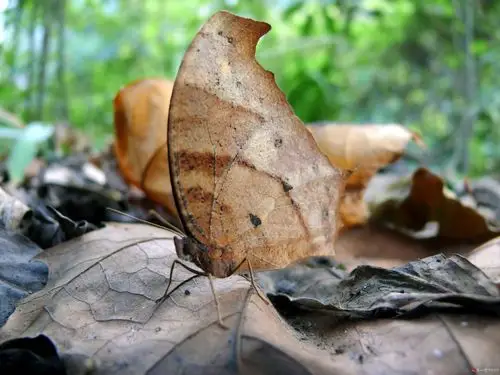 拟态- 百度百科