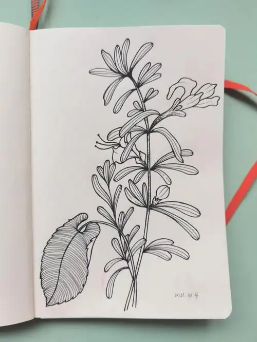 针管笔临摹no122迷迭香