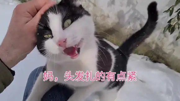 妈,头发扎的有点紧-萌宠视频-搜狐视频