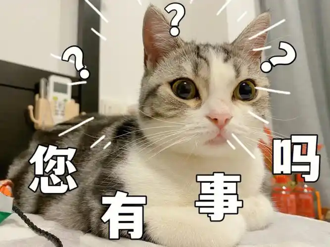 小猫咪的迷之自信