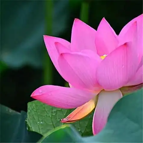 131张最漂亮荷花大全头像 唯美适合做头像的荷花图片_微信头像_头像屋