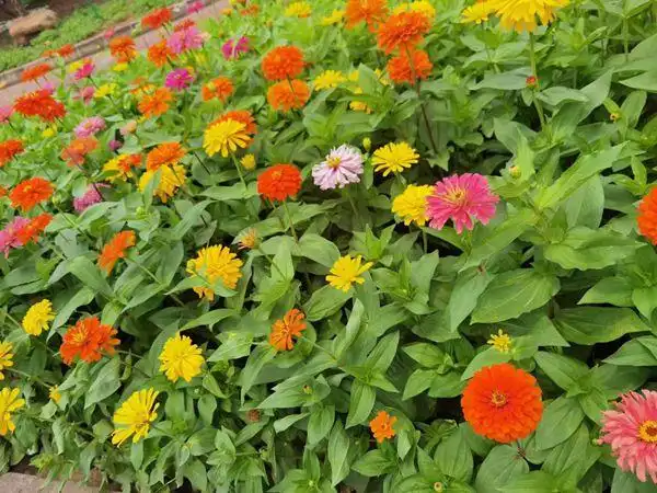 草花种子什么品种最好呢?-公司新闻-中颖园林