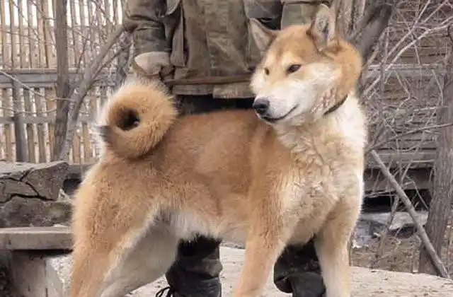 东西伯利亚莱卡犬 一开始呢是猎捕大型动物,活泼警惕,稳重倔强,爱叫对