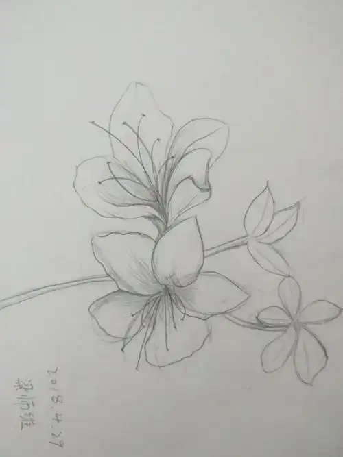其它 业堂画室造型部 转型组第八周作业 花卉铅笔画 写美篇素描铅笔画