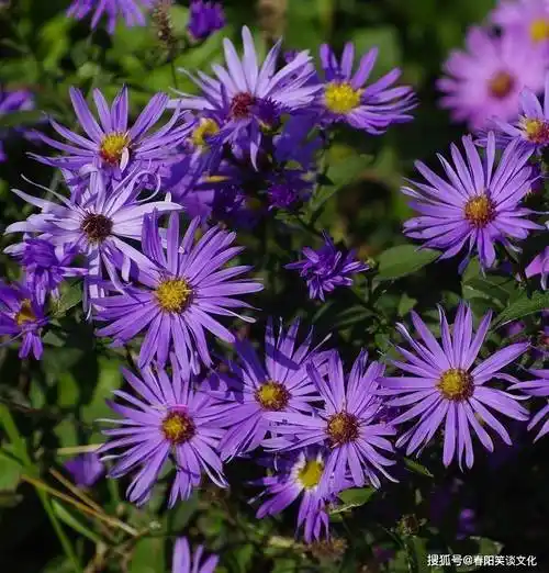 转世为"狐精"的三大生肖女,风情万种,让男人梦寐以求_女人_魅力_身材