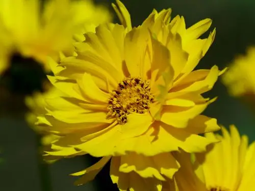 20160524重瓣金鸡菊-水上牡丹园