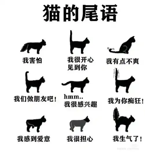 猫的尾语