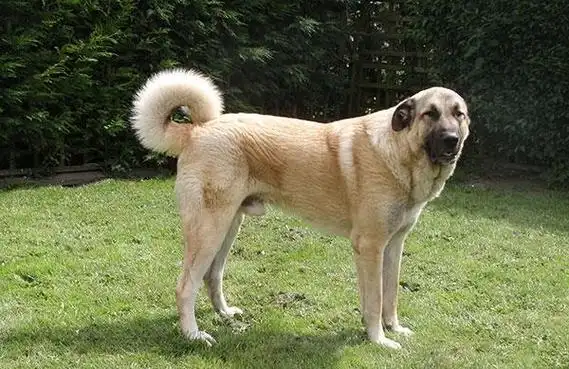 大型宠物狗品种大全及图片_价格_长春宠物网