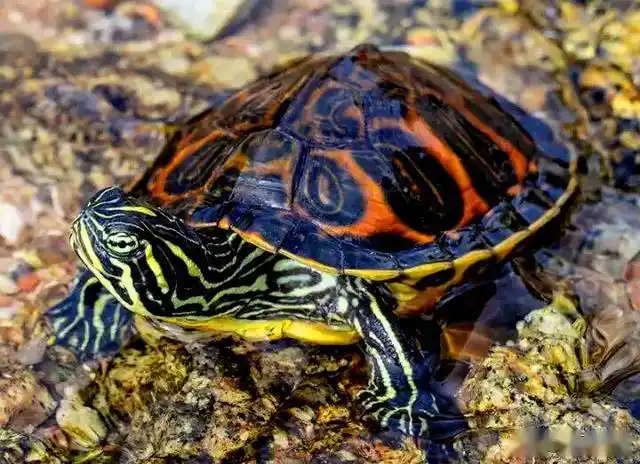 一日一龟——火焰龟_手机搜狐网