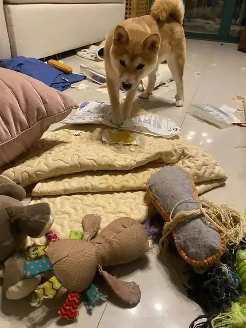 就问问柴犬是不是都这样这种情况打不打