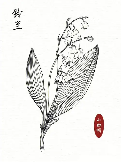 线描练习花卉线稿铃兰附过程