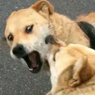 沙雕搞笑可爱动物情头_情侣头像_我要个性网