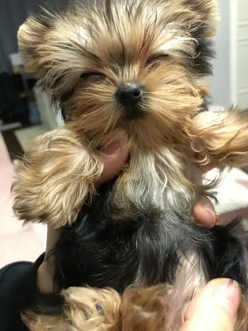 小时候的尖果约克夏