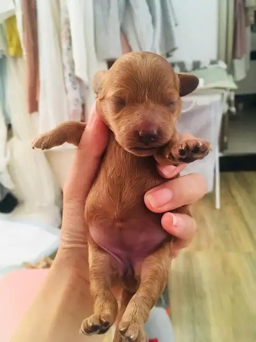 找主人给自家小泰迪生的茶杯小宝宝爱狗人士请进