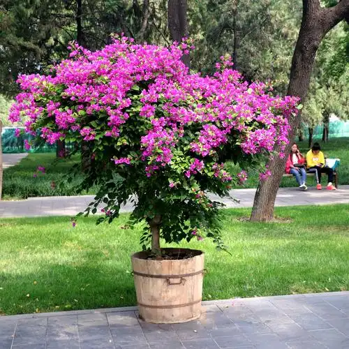 姹紫嫣红的三叶梅