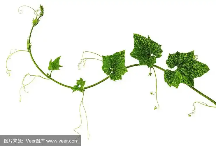 孤立在白色背景上的西葫芦藤.