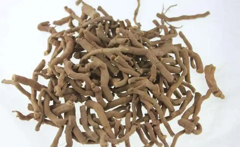 青木香用途广泛 主要有哪些作用