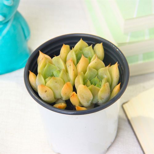 多肉植物艾丽卡群生多头肉肉控养老桩绿植盆栽室内阳台好养