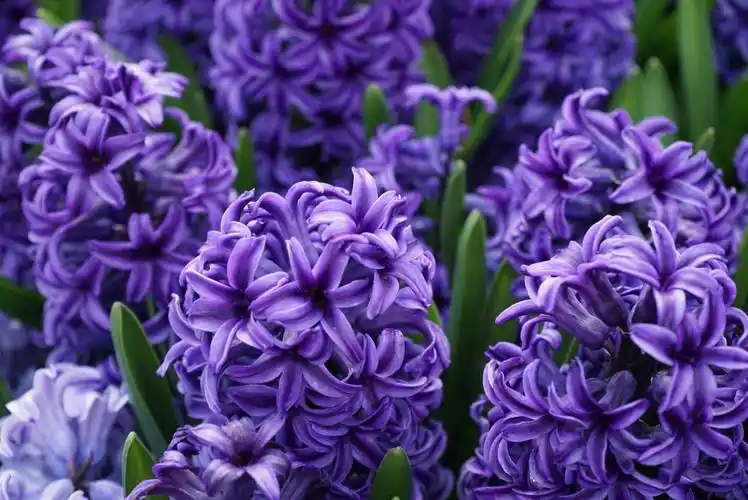 郁金香紫色花朵.