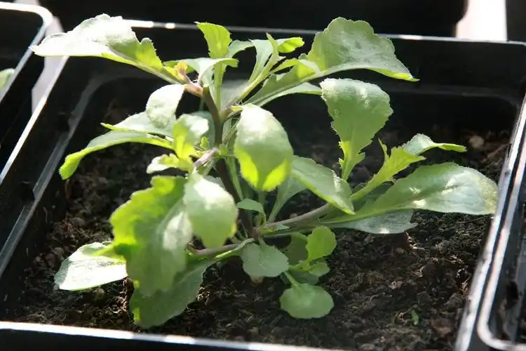 六倍利什么时候播种