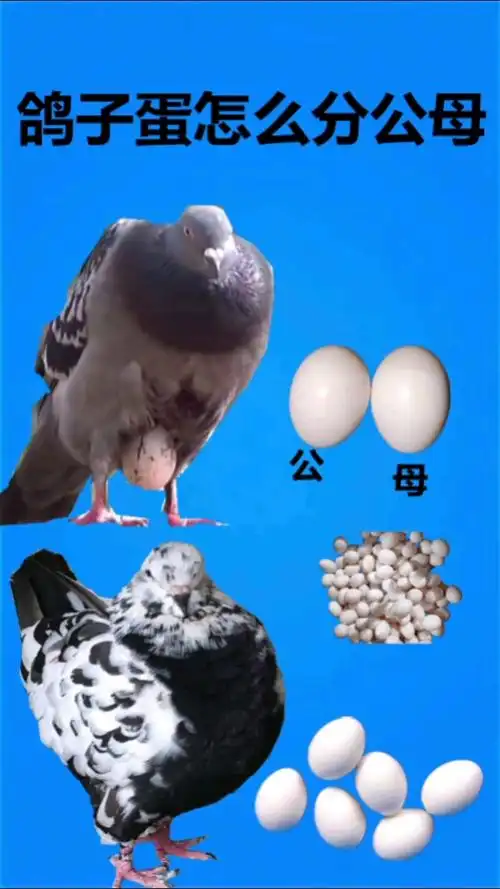 大体元宝鸽#鸽子蛋怎么分公母