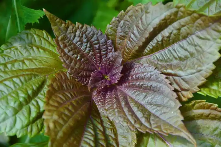 紫苏叶子原创拍摄