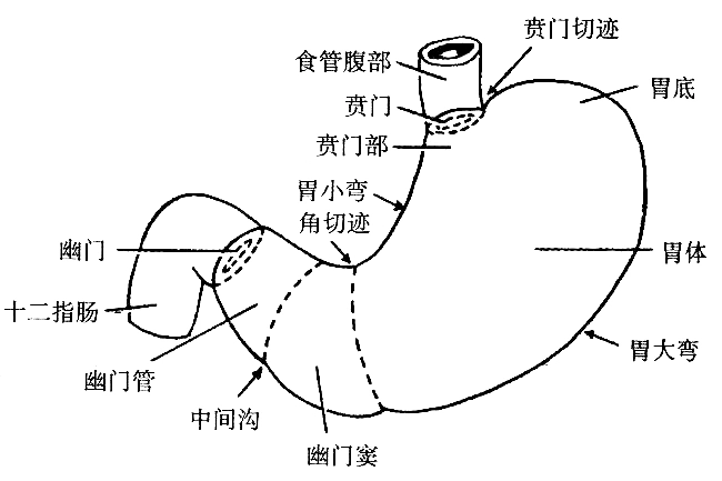 2022陕西事业单位招聘医学基础知识:解剖学知识点总结