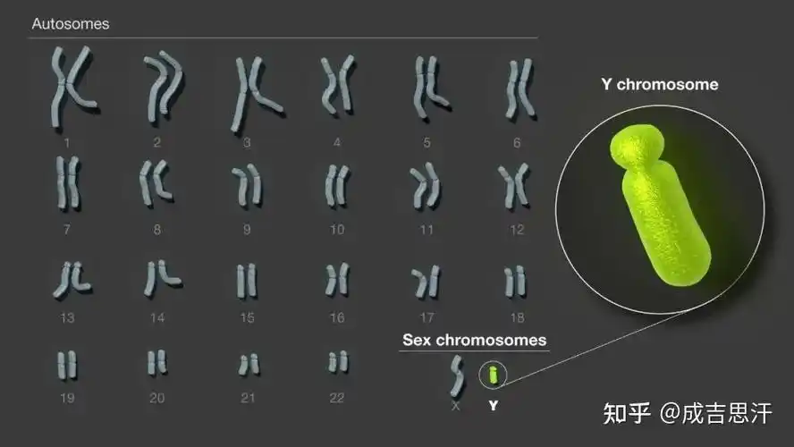 基因研究重大突破避免了美国人比中国人更了解中国人的尴尬