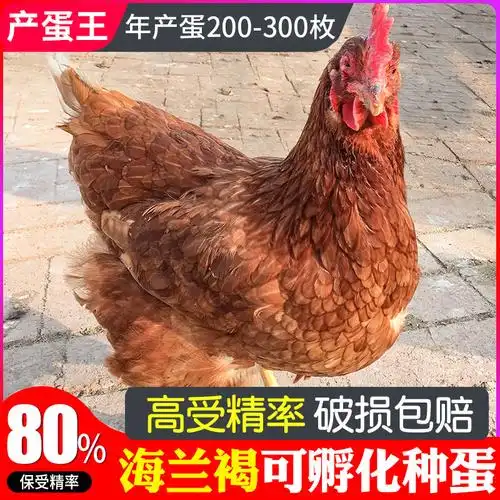 纯种伊莎海兰褐壳鸡种蛋20枚散养土鸡种蛋受精蛋可孵化高产红皮蛋
