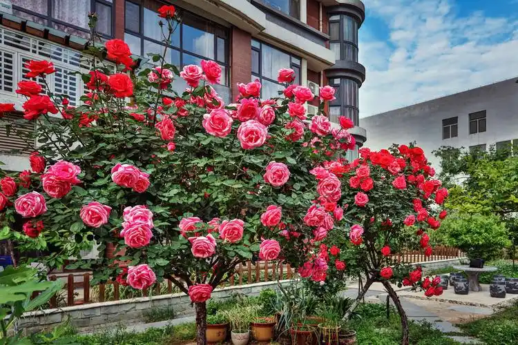 沂州花园月季花盛开