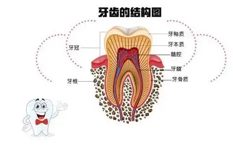 牙本质过敏主要是指牙釉质遭受破坏,牙本质暴露部分,受到温度,化学和