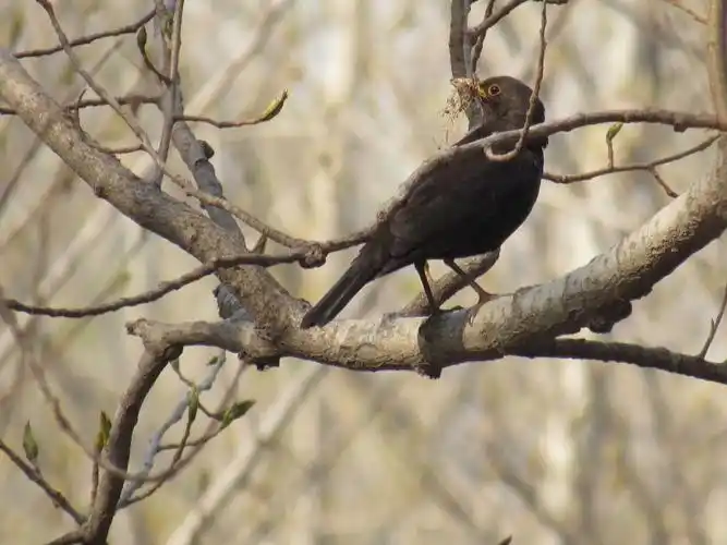 农村常见的几种黑鸟(北方黑色的鸟有哪几种) – 白驹网校