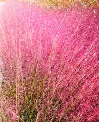 写美篇粉黛乱子草开在国庆节前后,娇柔粉嫩的颜色似乎于西风狂劲的